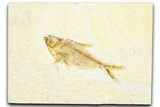 Bargain, Fossil Fish (Diplomystus) - Wyoming #360726-1